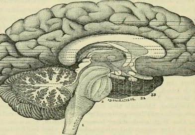 Kineziologie